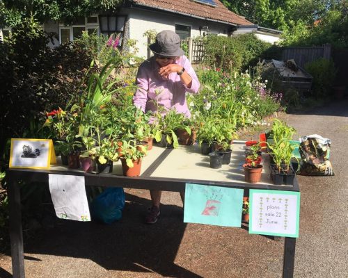 plant-sale